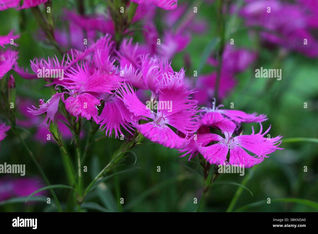 Garofano con frange Dianthus superbus, chiamato anche superbo rosa e con frange rosa, mostra rosa brillante, petali tagliati profondamente in una fioritura a grappolo, crescendo W Foto Stock