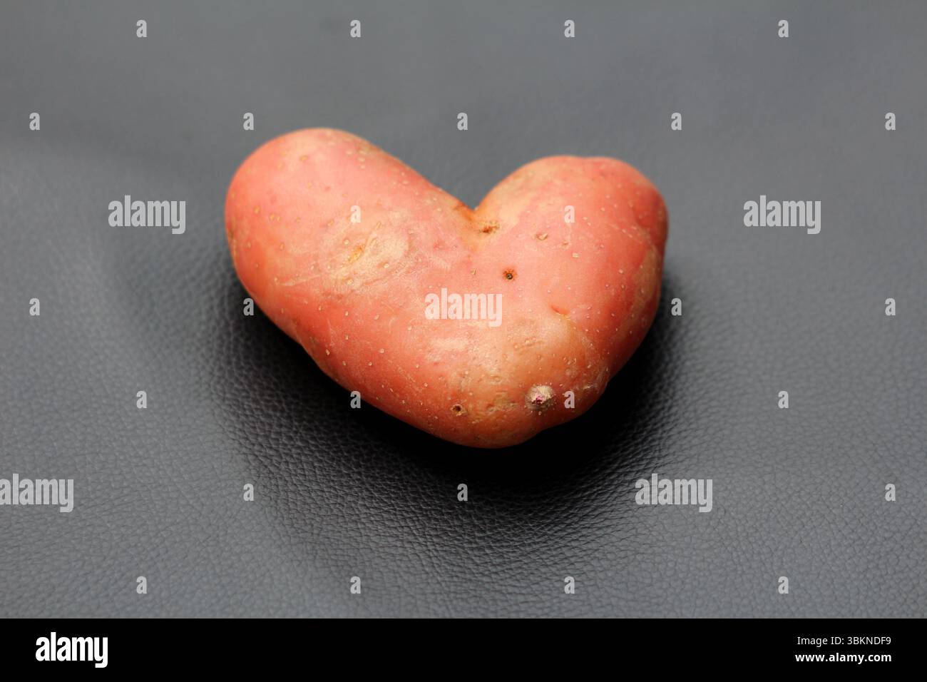 La patata Solanum tuberosum, chiamata anche patata irlandese, mostra un unico tubero rosso a forma di cuore con una pelle liscia, fotografato su un surfac nero testurizzato Foto Stock
