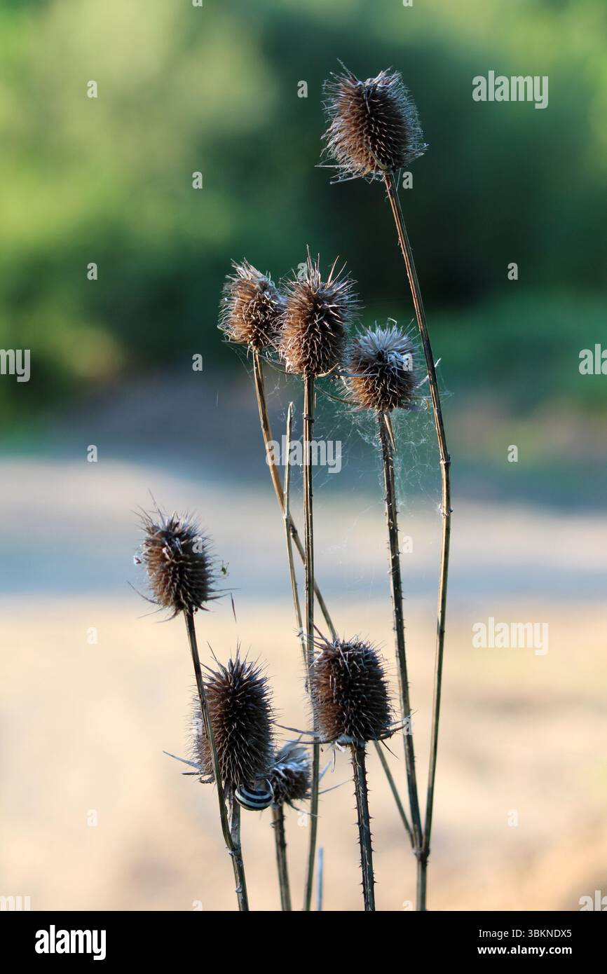 Il teasel Dipsacus fullonum, chiamato anche teiera selvatica e teiera più piena, è caratterizzato da alti gambi con teste di semi secchi marroni e spinosi, in piedi illuminati dal sole Foto Stock