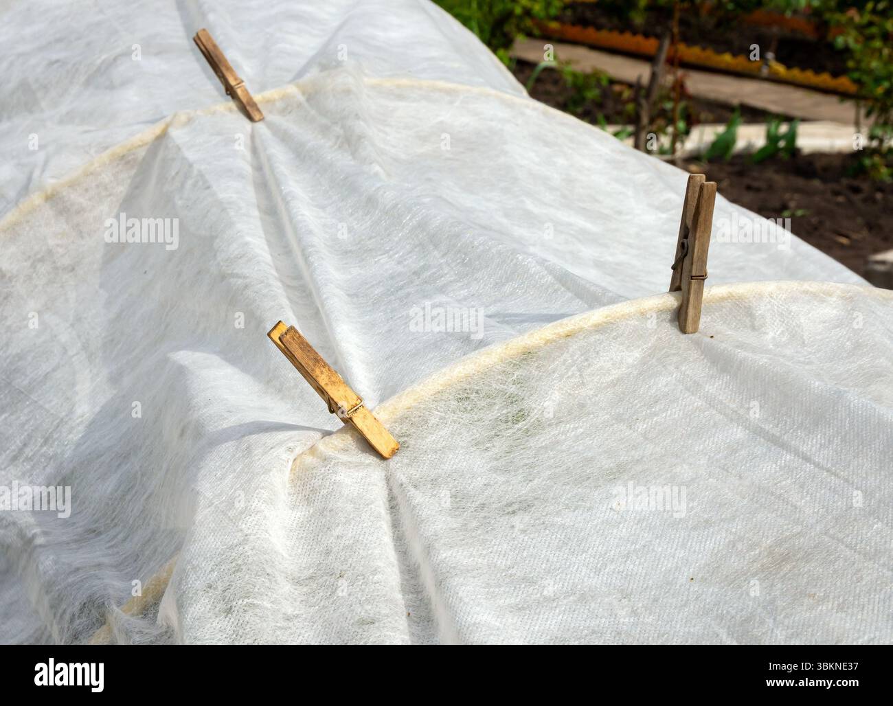 Fissare il materiale di copertura agli archi con clothespins Foto Stock