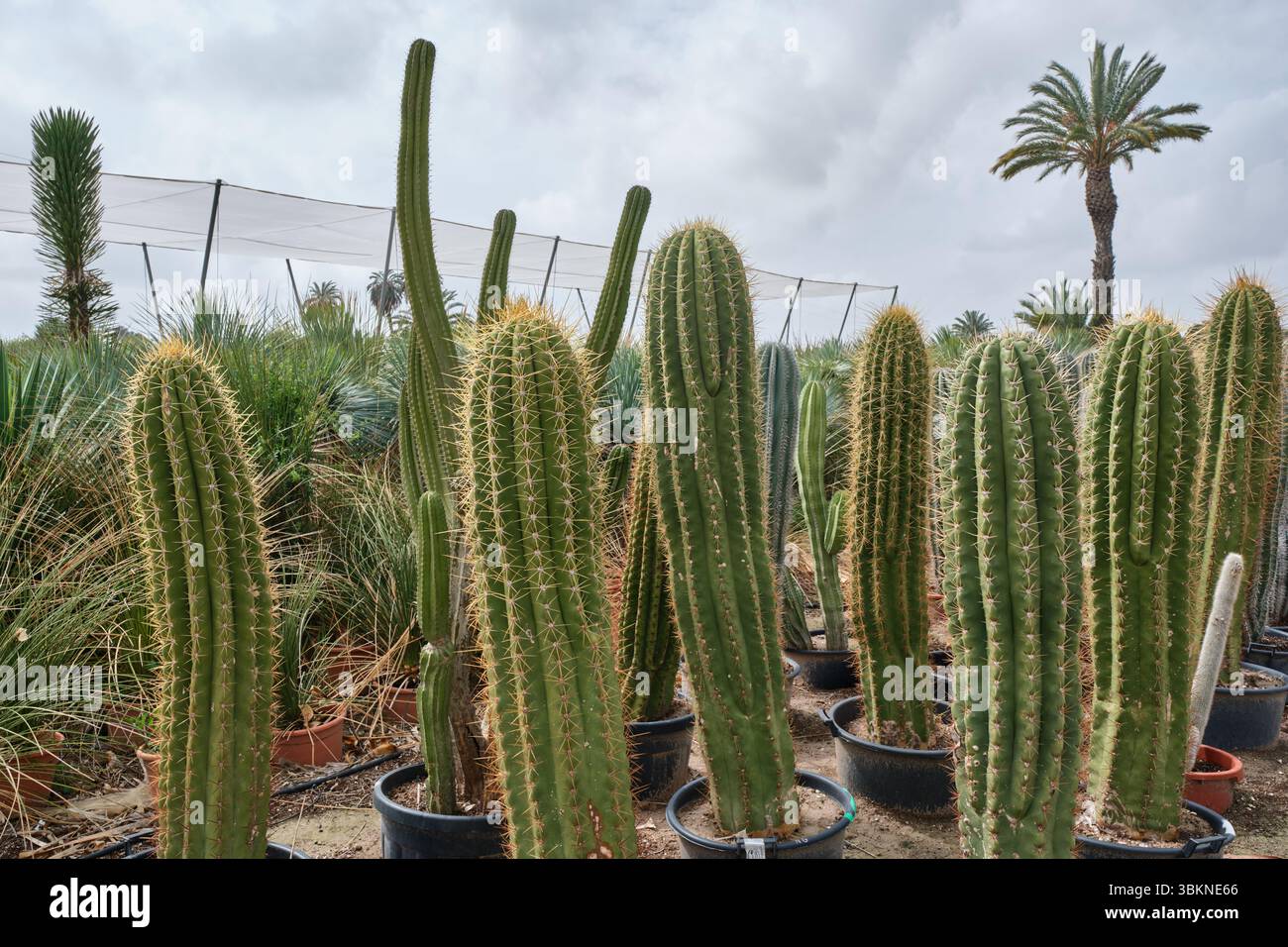 File di vari cactus in vasi all'aperto in un vivaio con cielo coperto e palma sullo sfondo Foto Stock File di vari cactus in vasi all'aperto in un vivaio con cielo coperto e palma sullo sfondo Foto Stock
