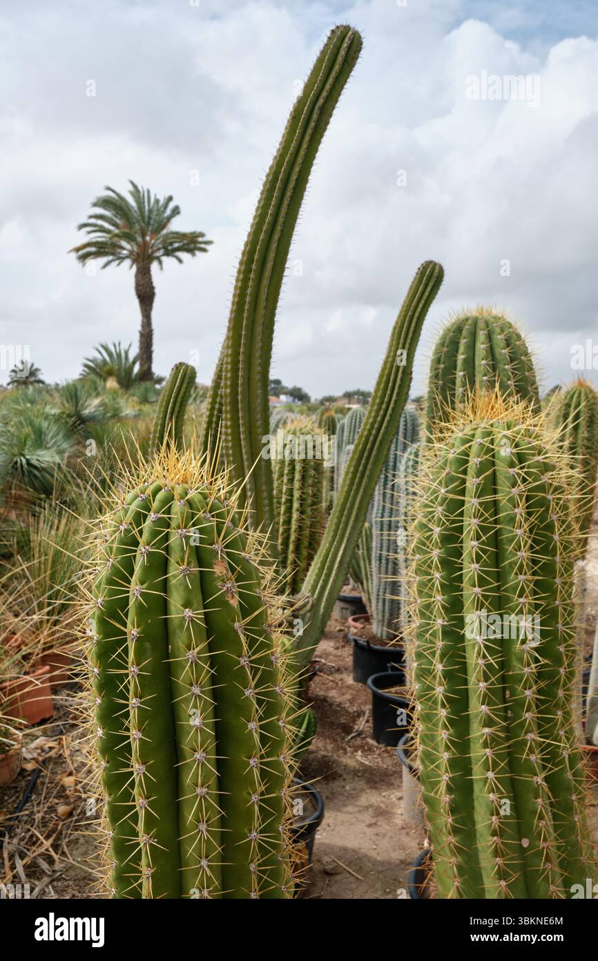 File di vari cactus in vasi all'aperto in un vivaio con cielo coperto e palma sullo sfondo Foto Stock File di vari cactus in vasi all'aperto in un vivaio con cielo coperto e palma sullo sfondo Foto Stock