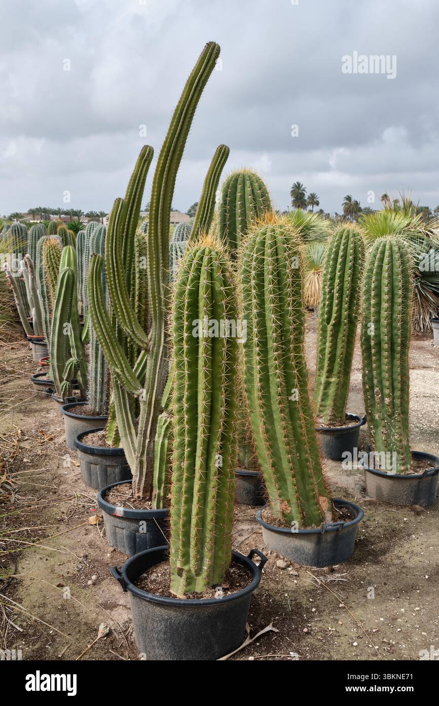 File di vari cactus in vasi all'aperto in un vivaio con cielo coperto e palma sullo sfondo Foto Stock File di vari cactus in vasi all'aperto in un vivaio con cielo coperto e palma sullo sfondo Foto Stock