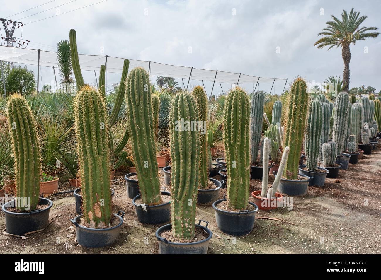 File di vari cactus in vasi all'aperto in un vivaio con cielo coperto e palma sullo sfondo Foto Stock File di vari cactus in vasi all'aperto in un vivaio con cielo coperto e palma sullo sfondo Foto Stock