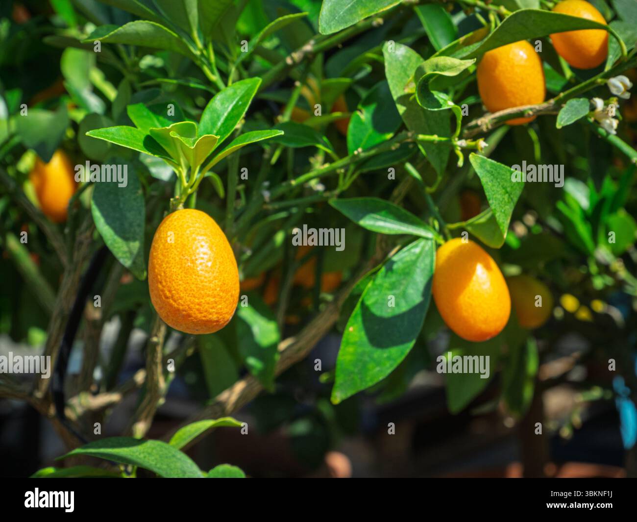 Limoni maturati su un albero alla luce naturale del sole Foto Stock