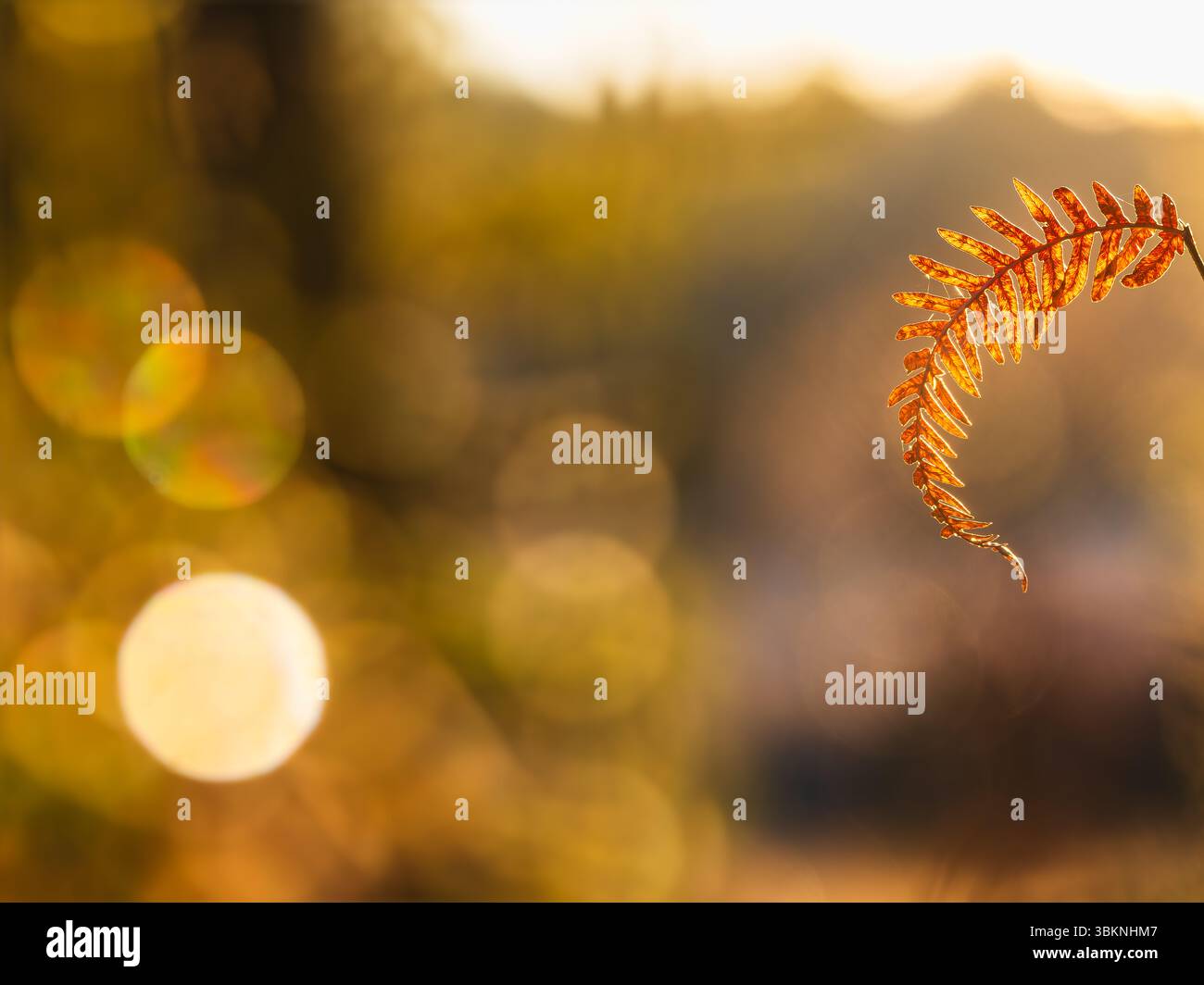 Le felci dorate catturano la calda luce dell'autunno in Svezia, mostrando colori vivaci e morbidi bokeh. L'ambiente tranquillo cattura l'essenza dell'autunno Foto Stock