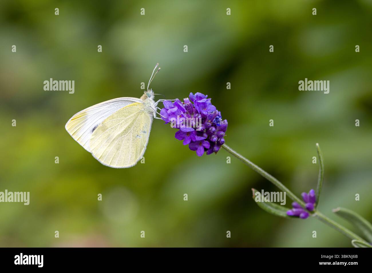 Una piccola farfalla bianca di cavolo (Pieris rapae) su una fioritura blu della vera lavanda (Lavandula angustifolia) con sfondo sfocato Foto Stock