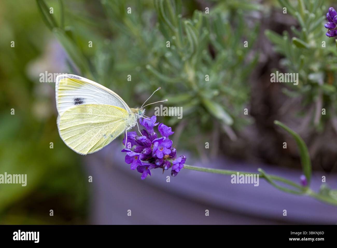 Una piccola farfalla bianca di cavolo (Pieris rapae) su una fioritura blu della vera lavanda (Lavandula angustifolia) con sfondo sfocato Foto Stock