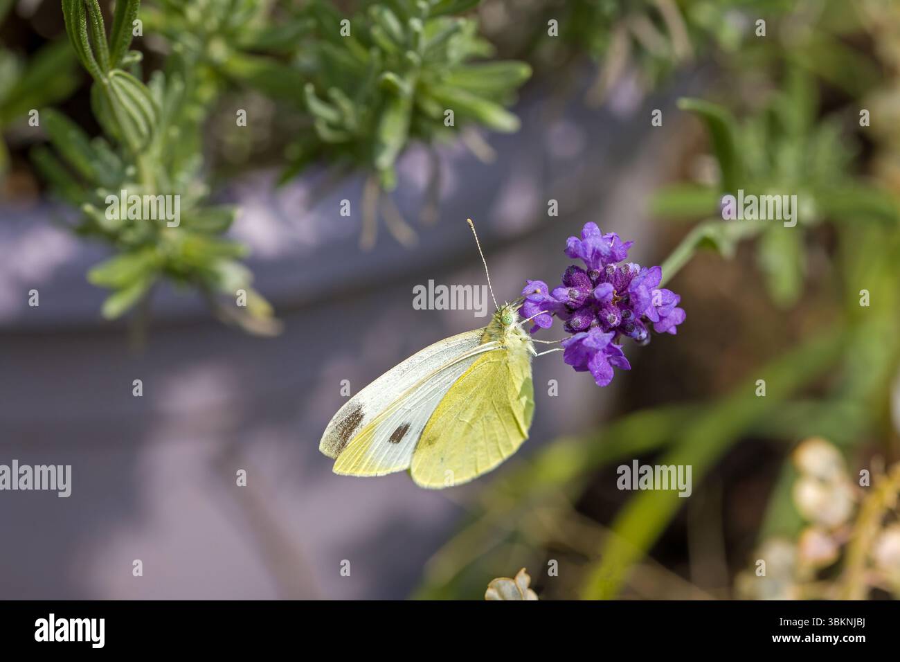 Una piccola farfalla bianca di cavolo (Pieris rapae) su una fioritura blu della vera lavanda (Lavandula angustifolia) con sfondo sfocato Foto Stock