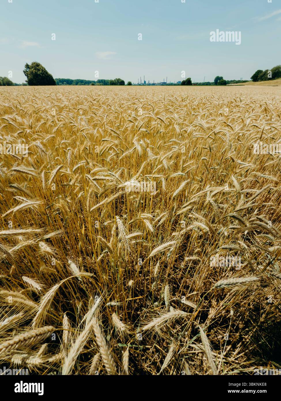 Campo di grano dorato che si estende all'orizzonte sotto un cielo azzurro limpido, con silhouette industriali sullo sfondo. L'agricoltura rurale incontra la modernità Foto Stock