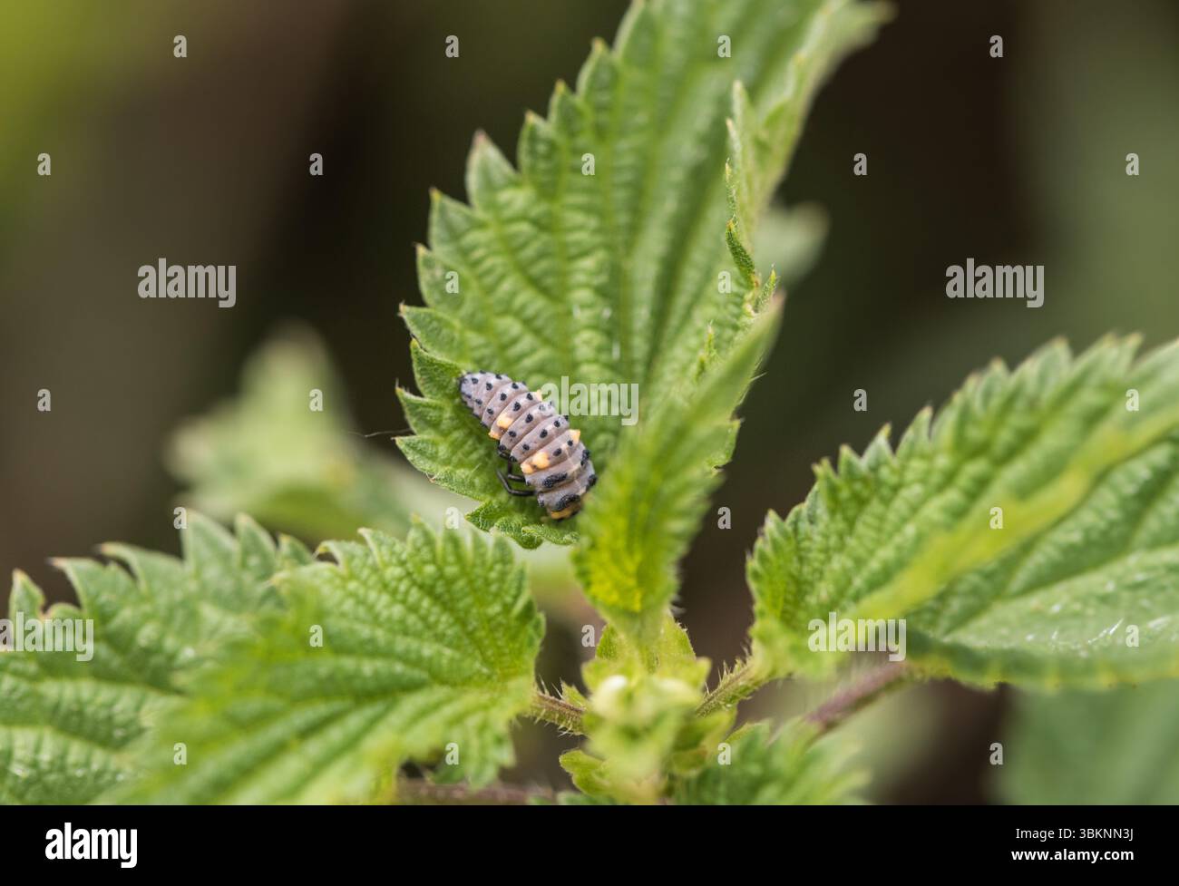 Larva di uccello cocciniglia a 7 punti (Coccinella 7-punctata) su un ortica a Rye Meads, Herts Foto Stock