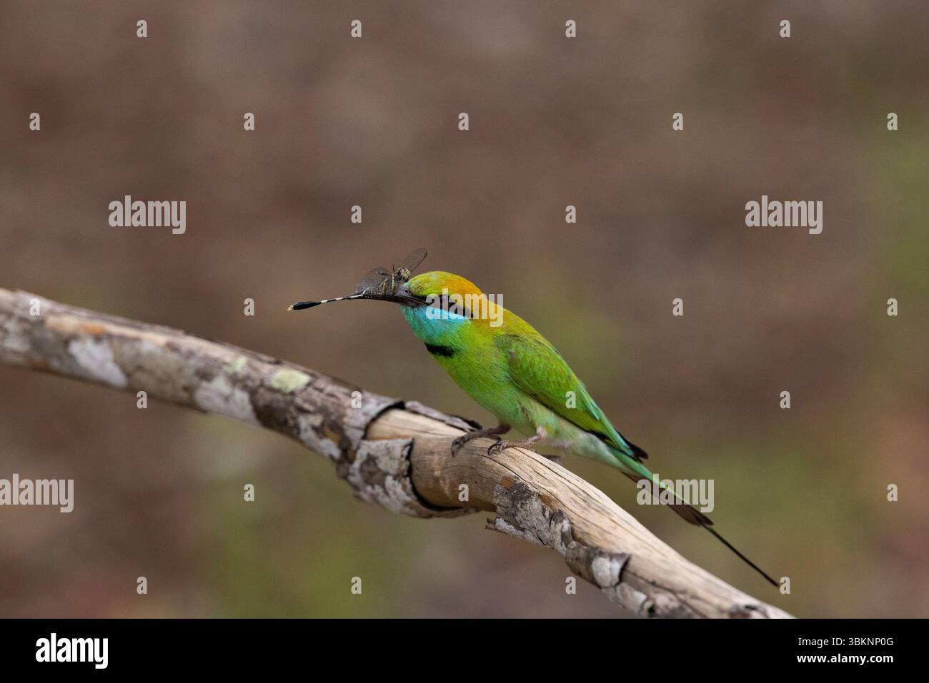 Un mangiatore di api verdi che mangia una libellula Foto Stock