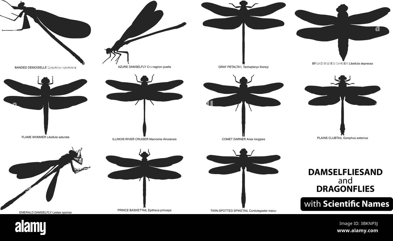 Le libellule e le Damselflie silhouette Vector Set con nomi scientifici Illustrazione Vettoriale