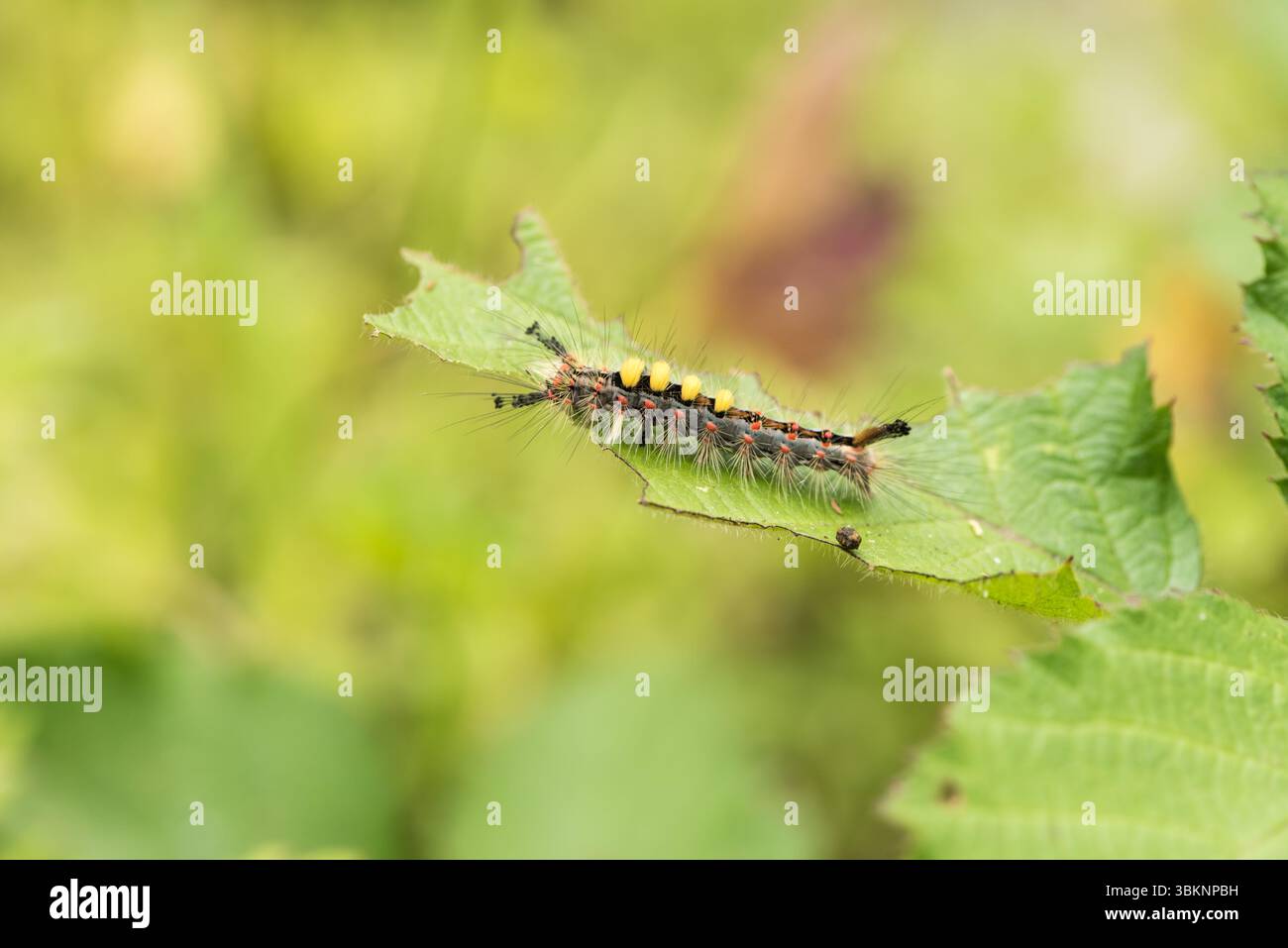 Caterpillar of the Vapourer Moth (Orgyia antiqua) su una foglia alla Longcross Station, Surrey Foto Stock