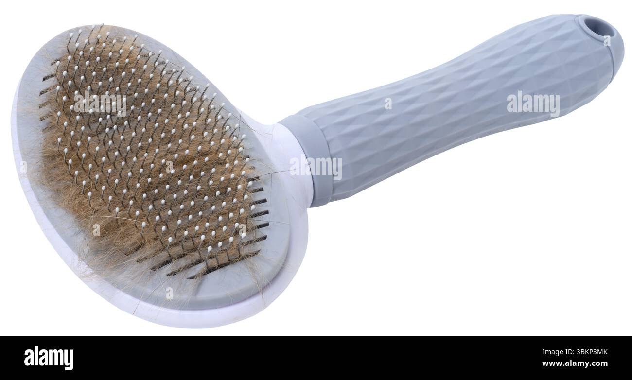 Spazzola per pettinare i capelli di gatti o cani con corpo e manico grigi, i capelli raccolti sono visibili, sfondo isolato Foto Stock