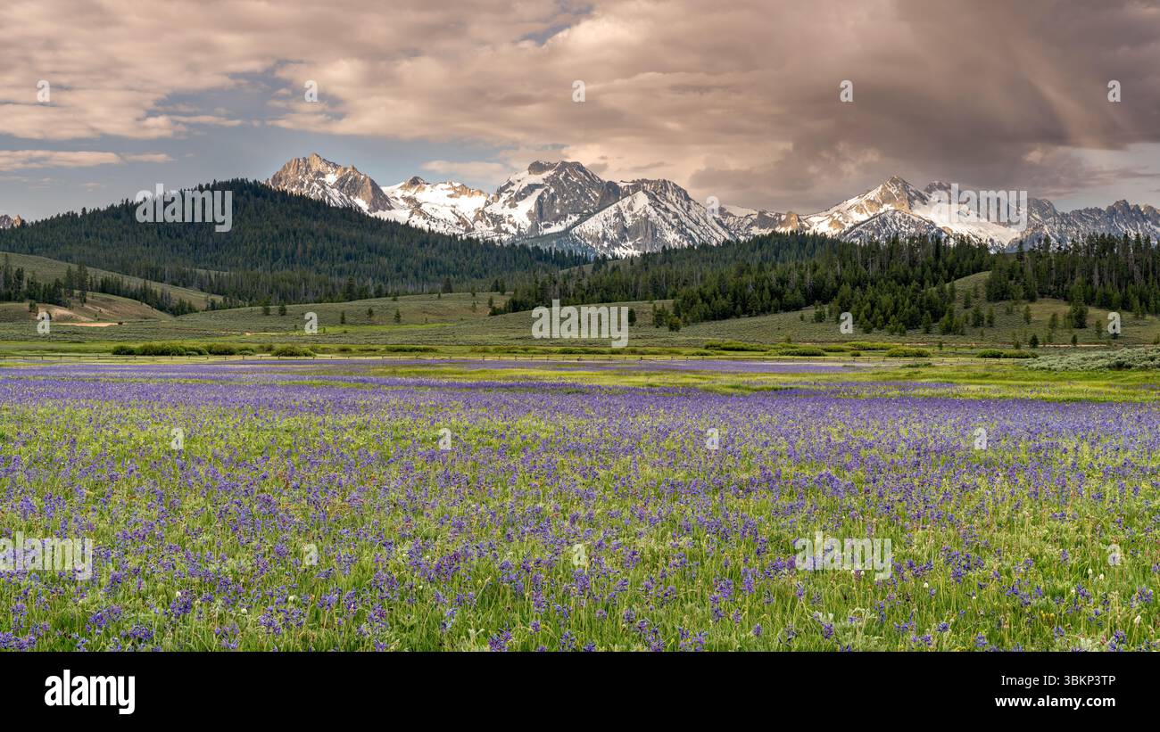 La natura dell'Idaho nelle montagne Sawtooth Foto Stock
