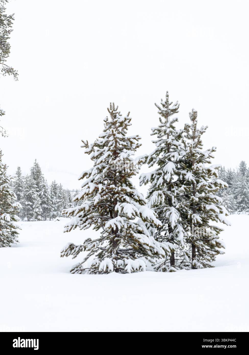 Campo innevato con pini in inverno Foto Stock