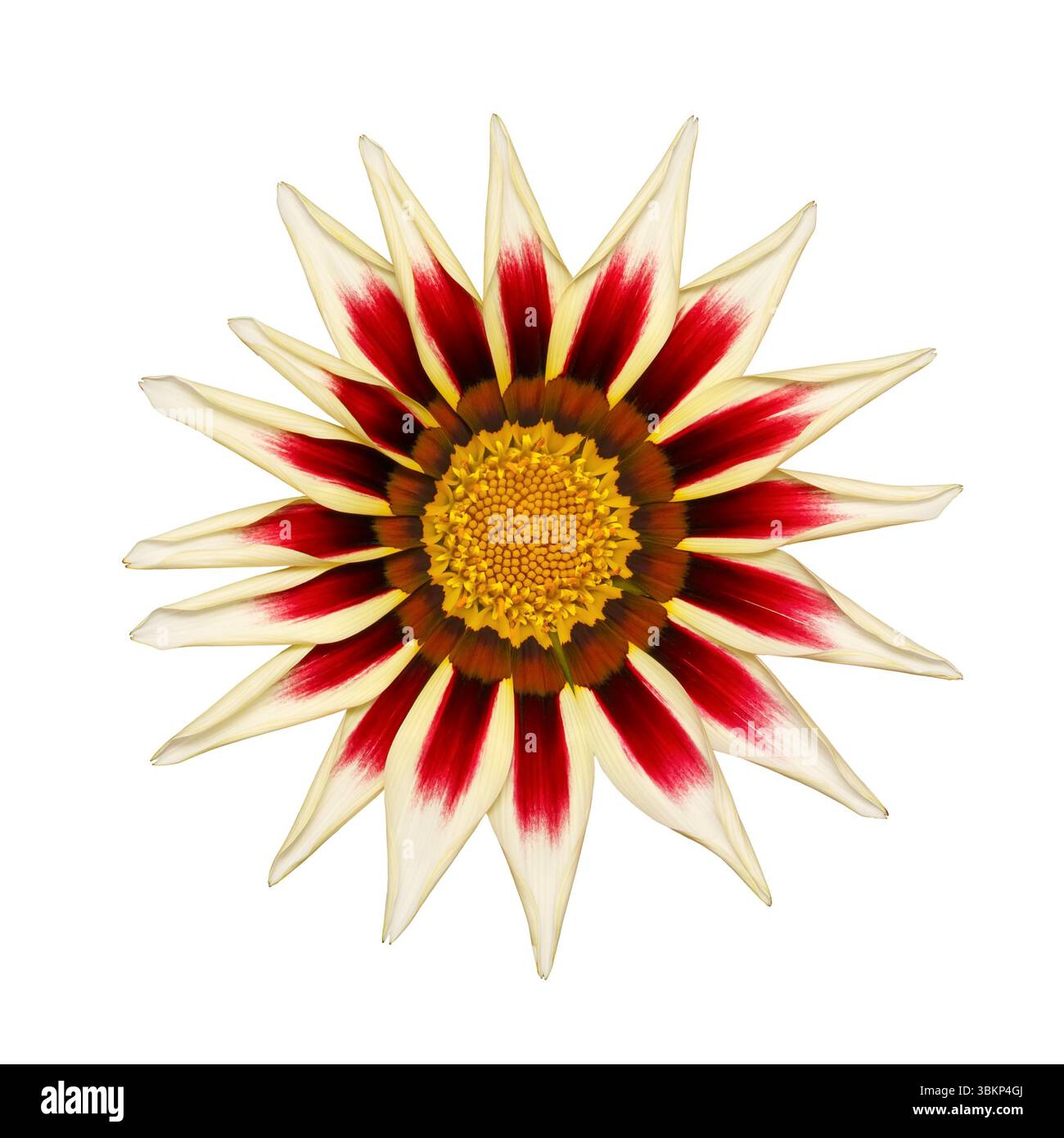Fiore di Gazania rosso-giallo su sfondo bianco, isolato. Foto Stock