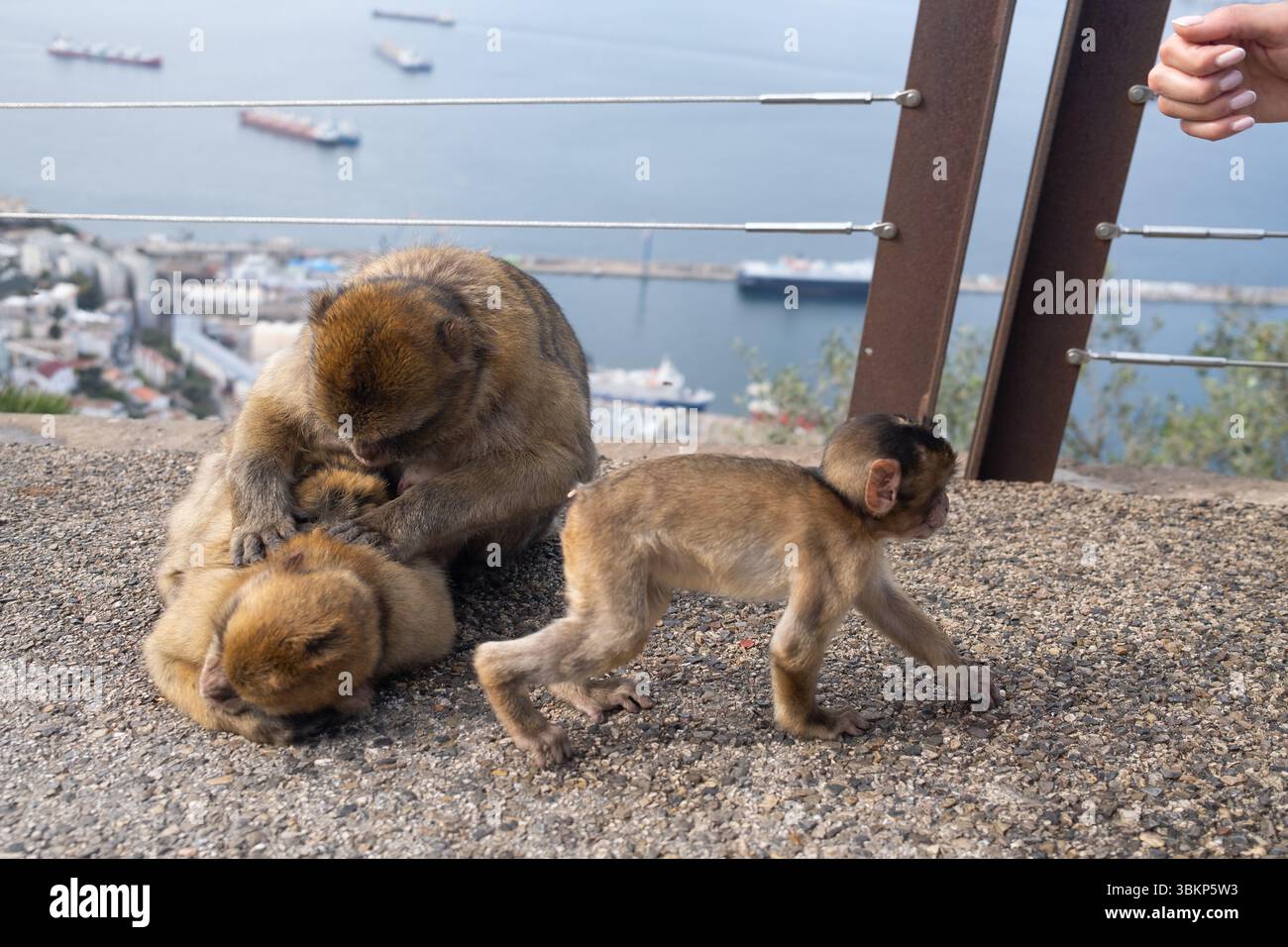 Una famiglia di maghi di Gibilterra con una scimmia Foto Stock