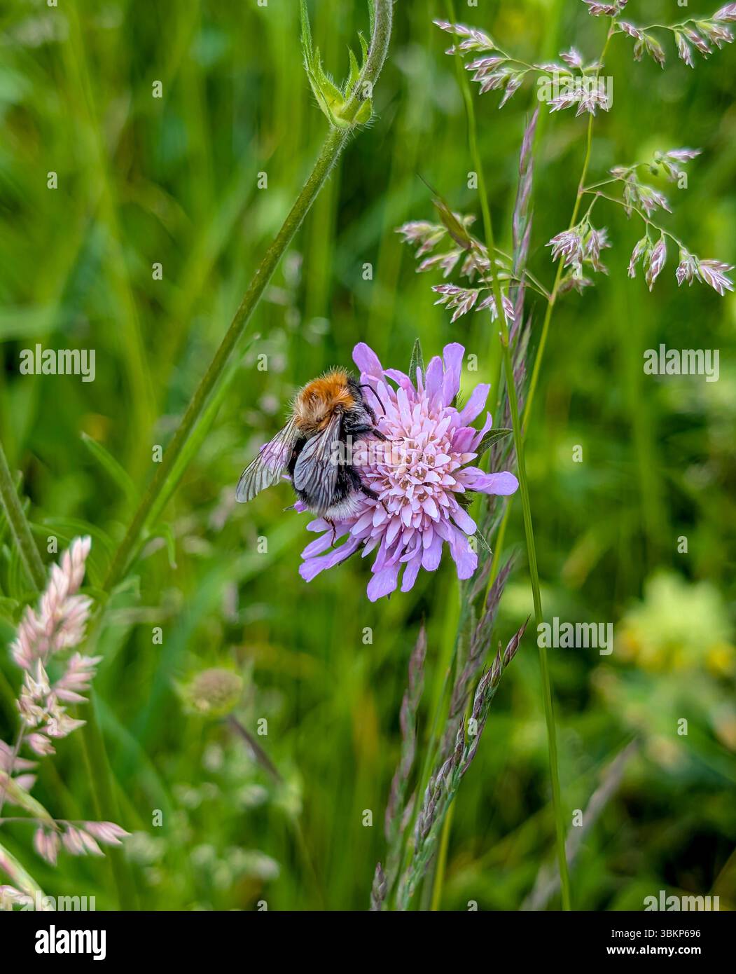 Un bumblebee raccoglie il nettare da un fiore selvatico viola in un lussureggiante prato estivo, evidenziando il ruolo vitale degli impollinatori in natura. Foto Stock