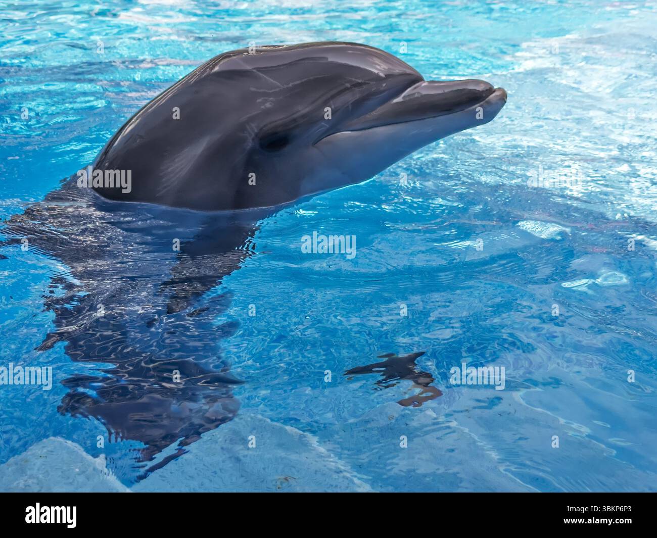Un ritratto ravvicinato di un delfino tursiope giocoso sorridente in una piscina blu. Star of the Show: Un delfino amichevole posa per la macchina fotografica presso A. Foto Stock