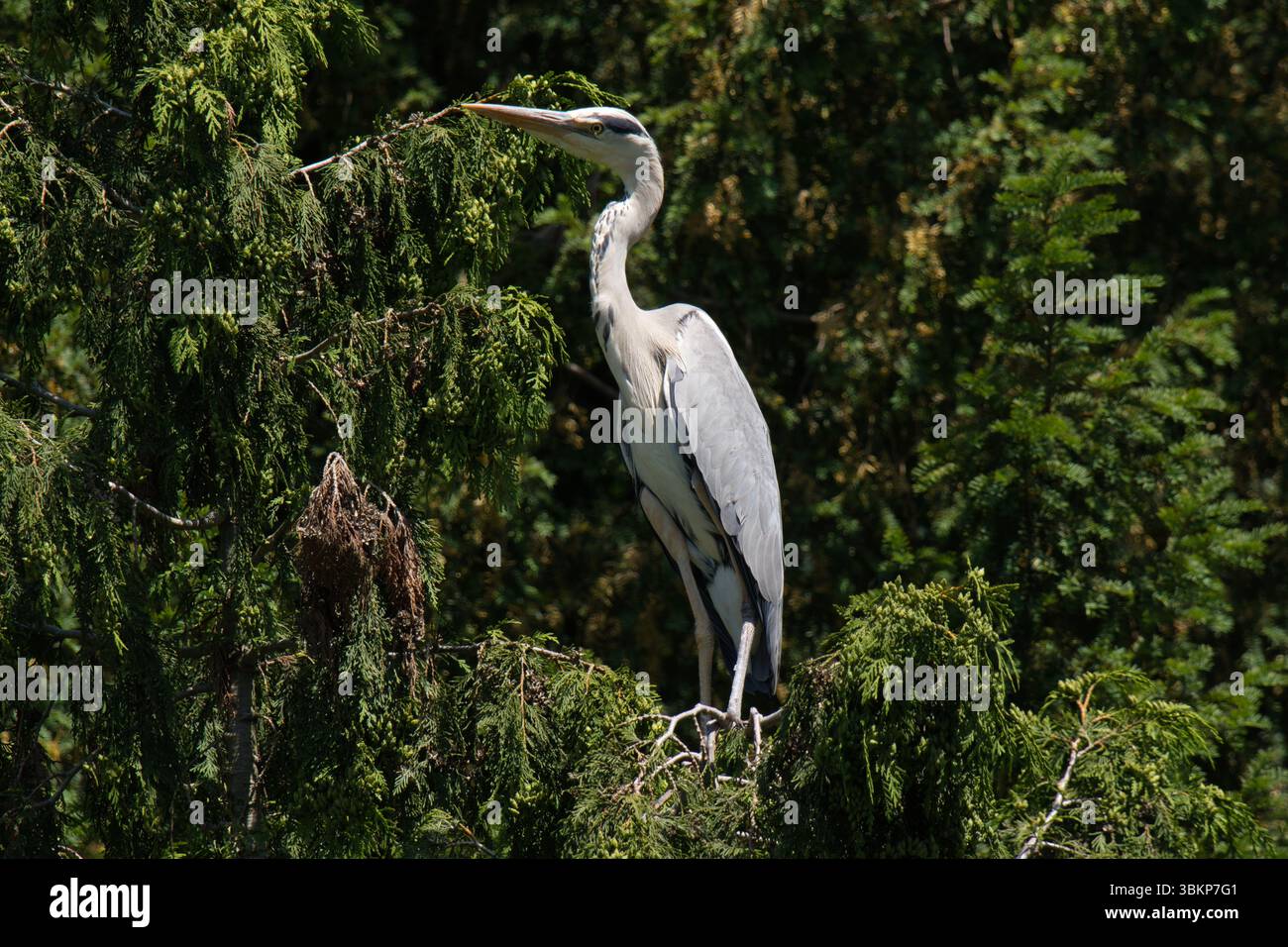 Aironi grigi (Ardea cinerea) in piedi su un ramo in estate, circondati da una fitta vegetazione Foto Stock