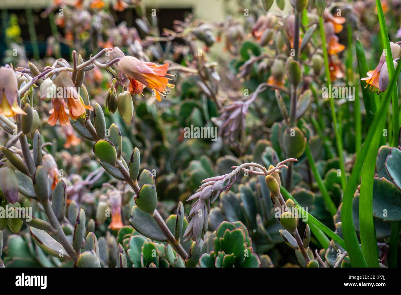 I fiori tubulari rosa-arancio di Kalanchoe fedtschenkoi si innalzano sopra il fogliame smerlato bluastro in un letto di giardino asciutto a Madeira, Portogallo. Foto Stock