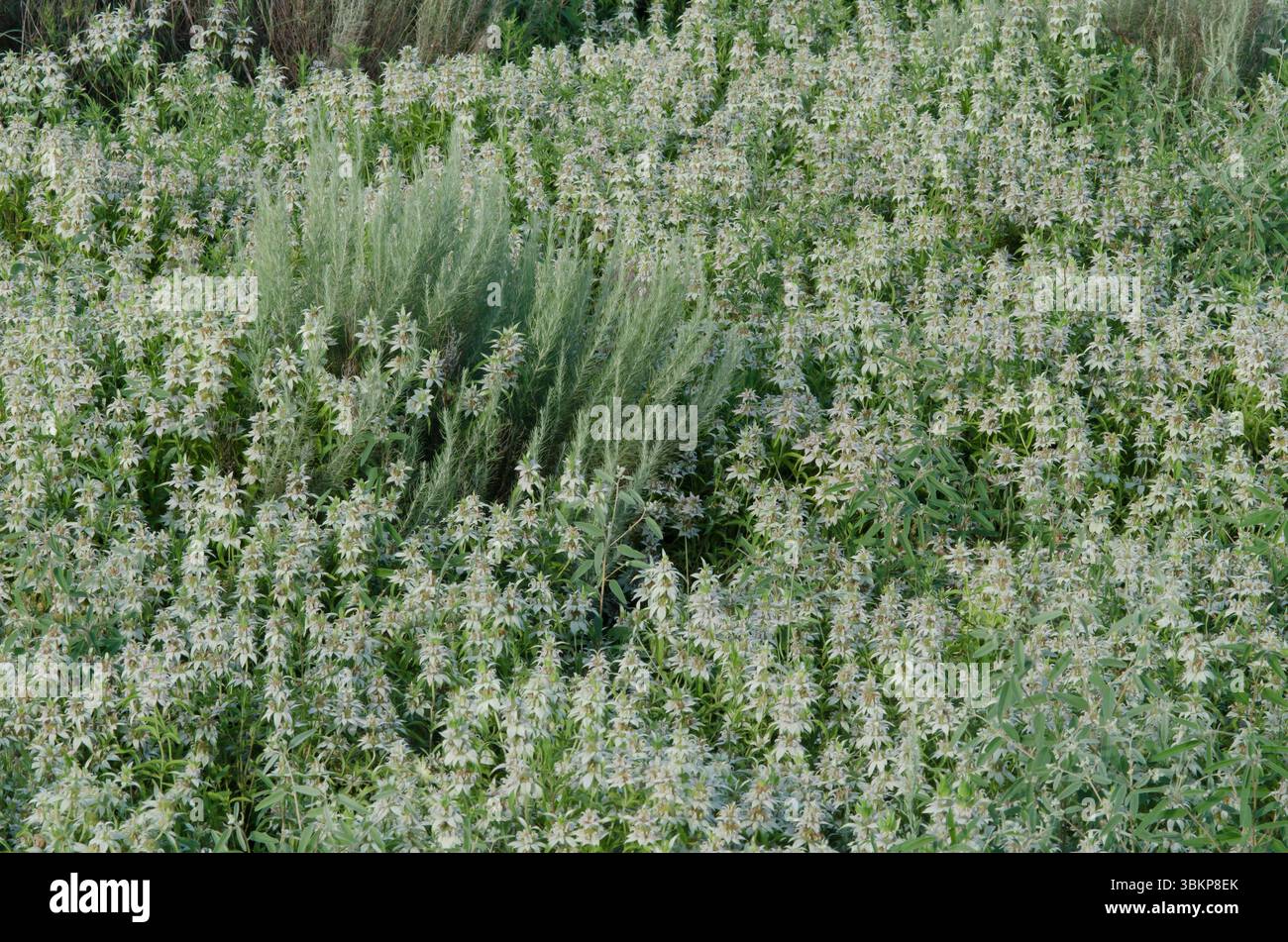 Beebalm macchiato, Monarda punctata Foto Stock