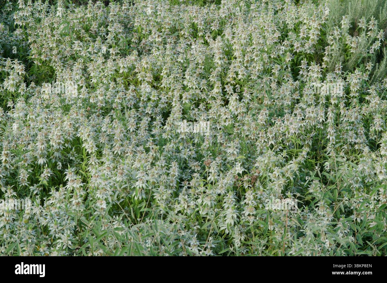 Beebalm macchiato, Monarda punctata Foto Stock