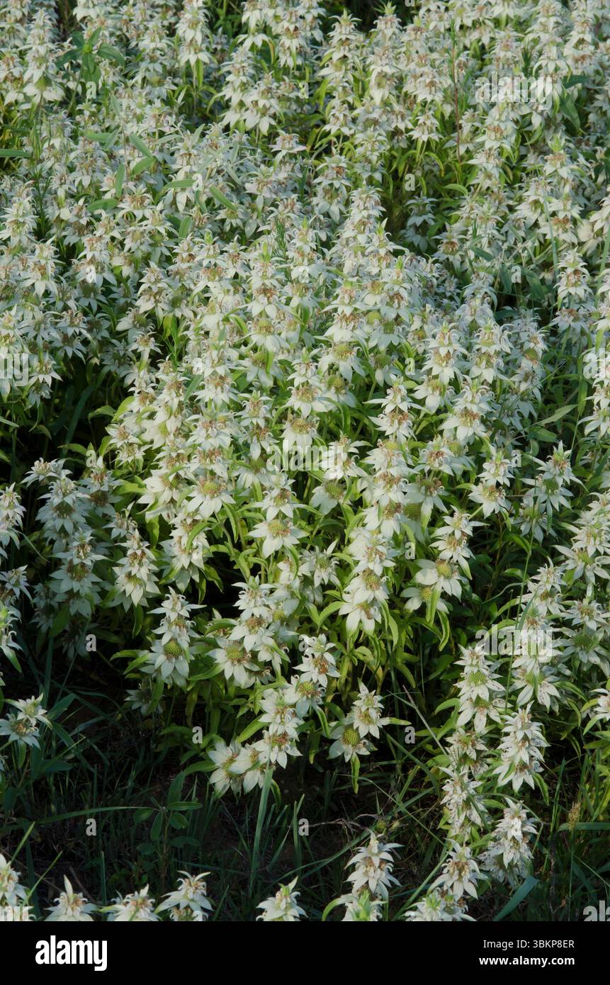 Beebalm macchiato, Monarda punctata Foto Stock