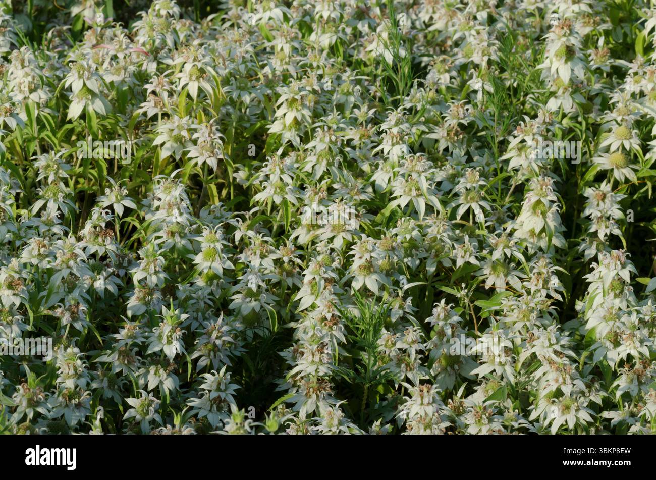 Beebalm macchiato, Monarda punctata Foto Stock