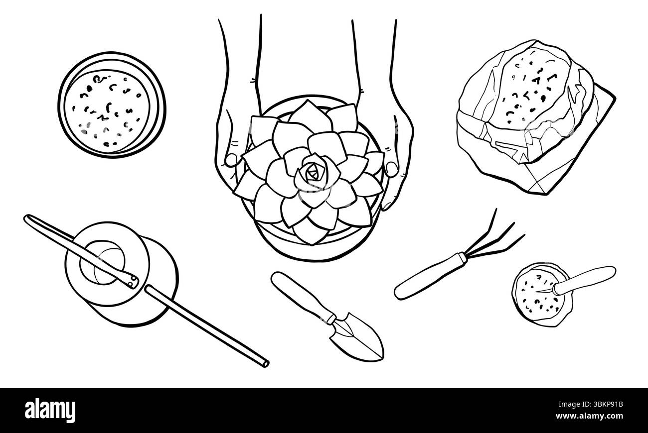 Mani di una persona che tiene succulente piante da casa in un vaso. Concetto di cura delle piante, terreno da giardino, giardinaggio, coltivazione di piante. Illustrazione lineare vettoriale wi Illustrazione Vettoriale