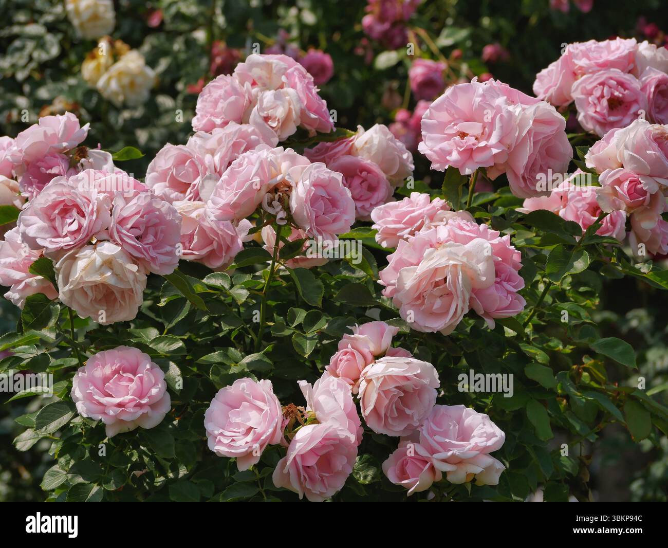 Rose in fiore nel Rosengarten Volksgarten a Vienna. Fiori d'élite rosa Floribunda Rosa Damascena. Foto Stock