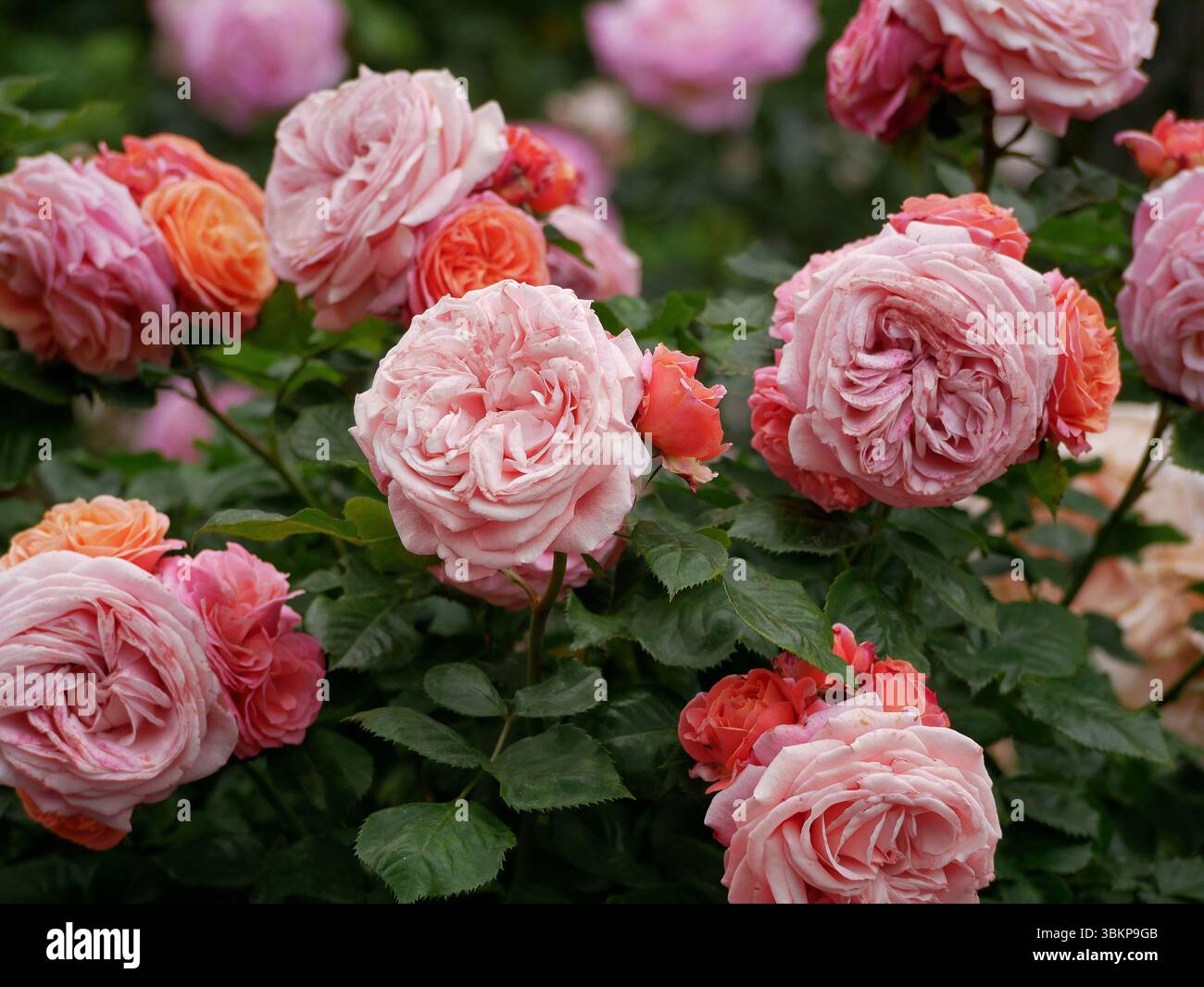 Rose in fiore nel Rosengarten Volksgarten a Vienna. Fiori varietali di Floribunda Rosa Damascena. Foto Stock