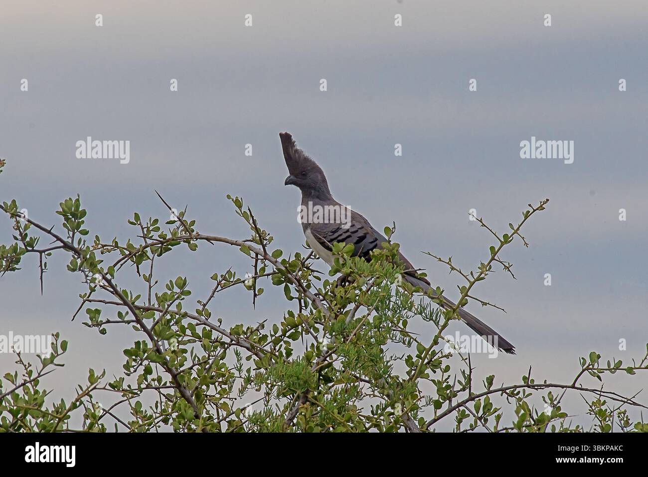 Uccello da asporto con panciotto bianco (Crinifer leucogaster) arroccato in alberi di acacia di Laikipia Conservancy, Kenya, Africa orientale. Foto Stock