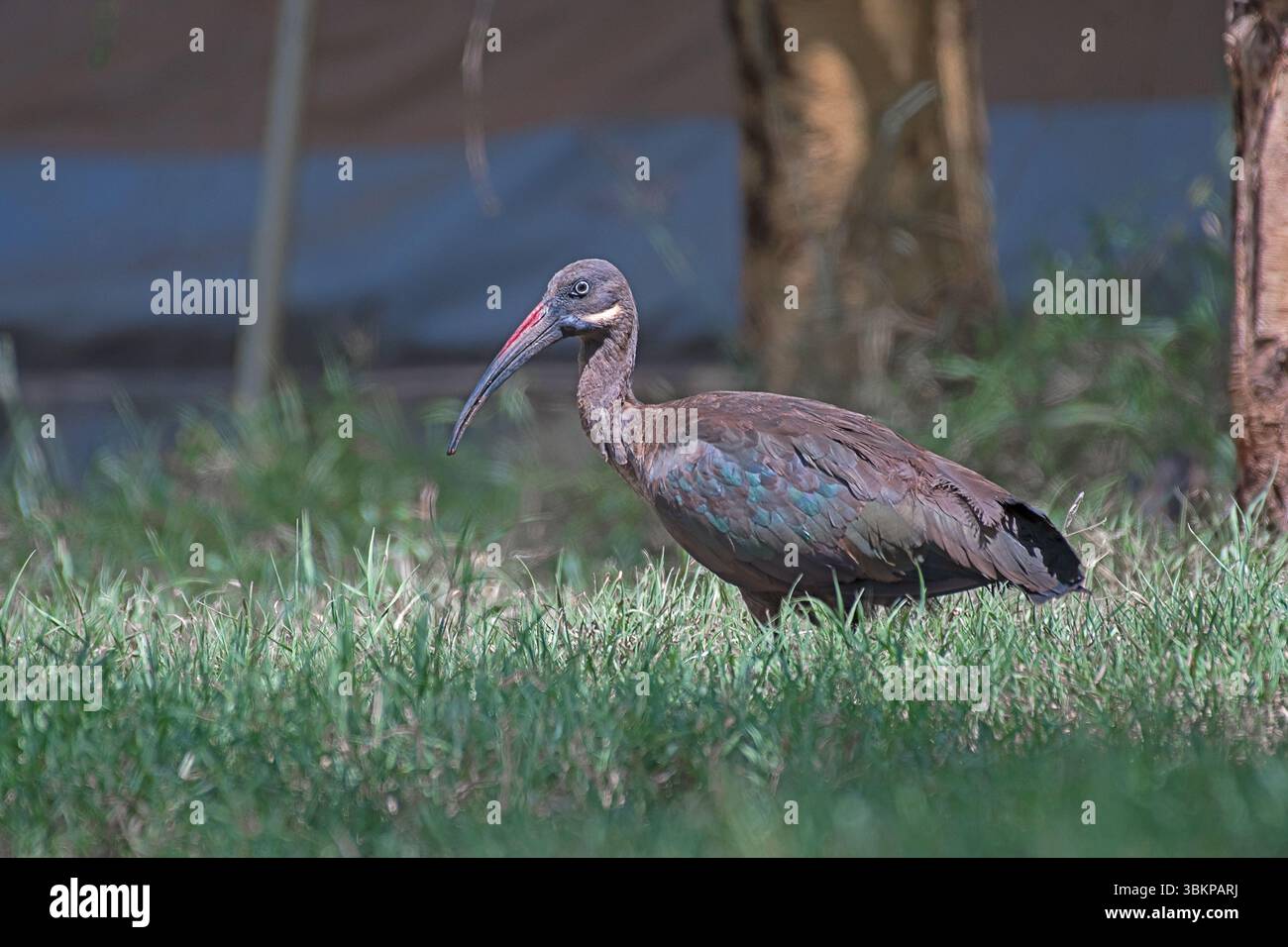 Hadada ibis (Bostrychia hagedash), caratteristico allevamento di uccelli africani nelle praterie di Laikipia Conservancy, Kenya, Africa orientale. Foto Stock
