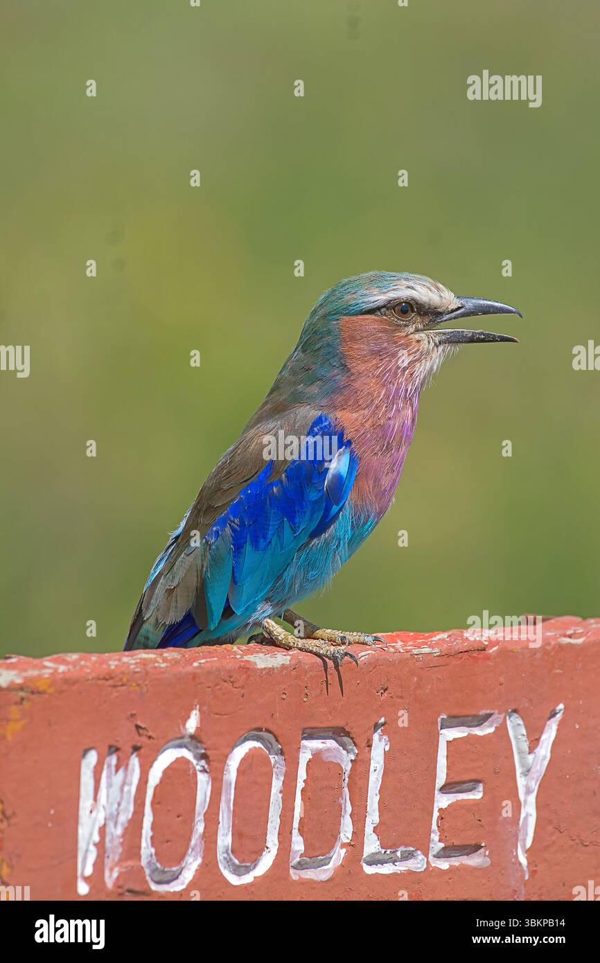 Rullo petto lilla (Coracias caudatus), vibrante uccello africano arroccato su un ramo di acacia nel Parco Nazionale del Lago Nakuru, Kenya, Africa orientale. Foto Stock