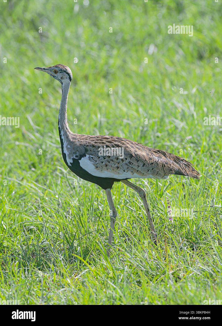 Otarda dalla pancia nera (Lissotis melanogaster) in piedi nell'alta erba di savana della riserva nazionale Masai Mara, Kenya, Africa orientale. Foto Stock