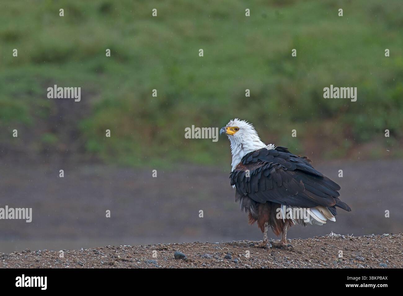 Aquila di pesce africana (Haliaeetus vocifer) arroccata vicino all'acqua a Ol Pejeta Conservancy, Laikipia, Kenya, Africa orientale. Iconico rapace africano, rapitore Foto Stock