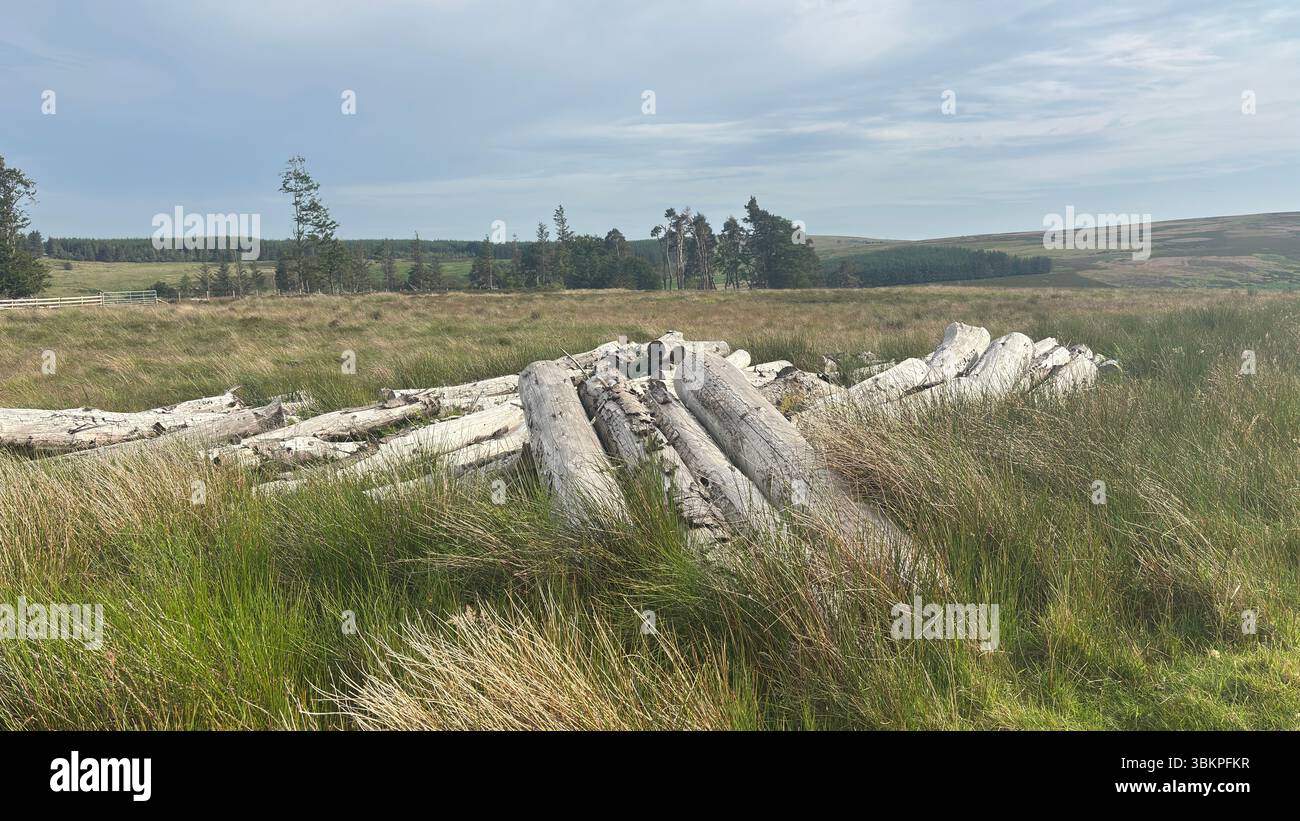 Palude di tronchi abbandonati su una collina scozzese: Legno intempestivo impilato sull'erba selvatica, che riecheggia i cicli forestali rurali e le superfici rustiche del paesaggio. Foto Stock