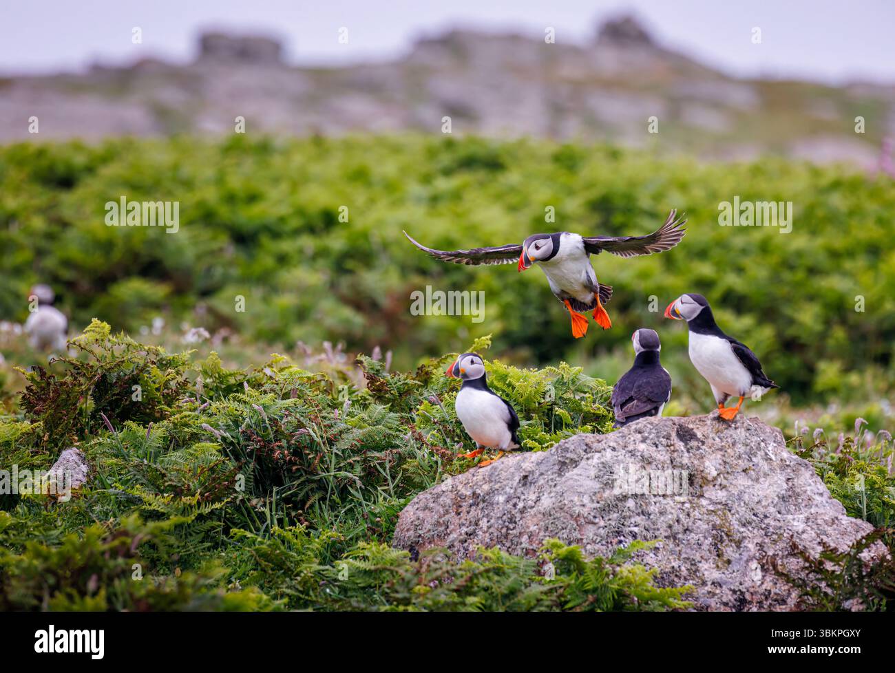 Una puffin atlantica (Fratercula arctica) con ali allungate arriva a terra a Skomer, una riserva naturale dell'isola costiera del Pembrokeshire, Galles, Regno Unito Foto Stock