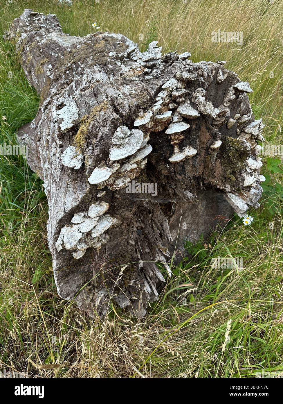 Un albero caduto coperto di funghi da scaffale. Foto Stock