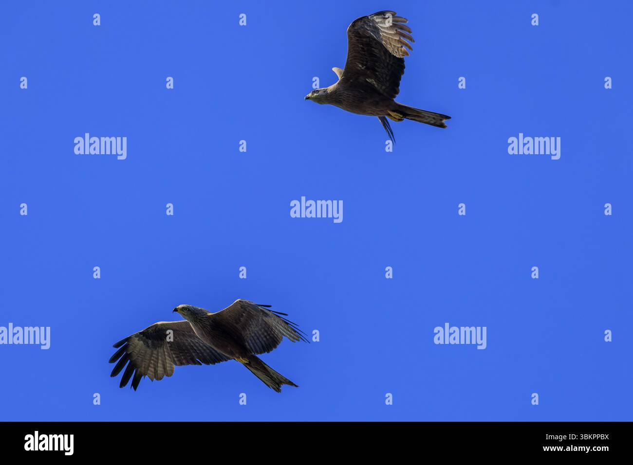 Due rapaci che volano vicini contro il cielo blu, un quadro pieno di grazia, aquilone rosso, (Milvus milvus) fauna selvatica, Germania, Europa Foto Stock