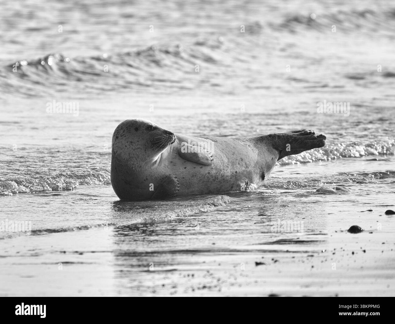 Foca portuale (Phoca vitulina) adagiata sulla spiaggia, monocromatica, Insel Duene, Helgoland, Schleswig-Holstein, Germania, Europa Foto Stock