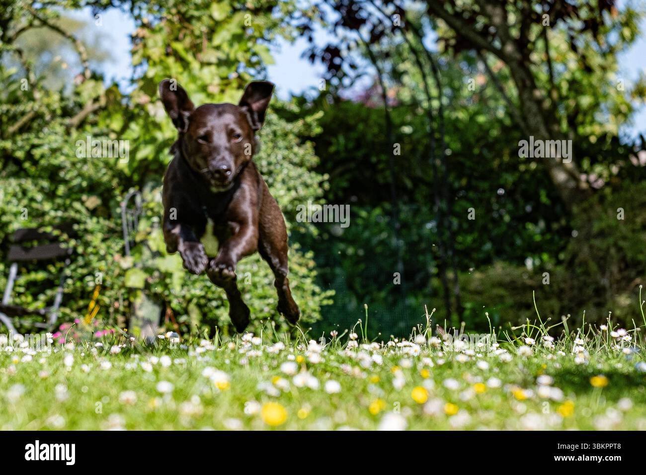 Ein kleiner schwarzer Terrier Springt auf einer Wiese. Ad Aquisgrana 11. Juni 2025. GERMANIA - AQUISGRANA - CANE Foto Stock