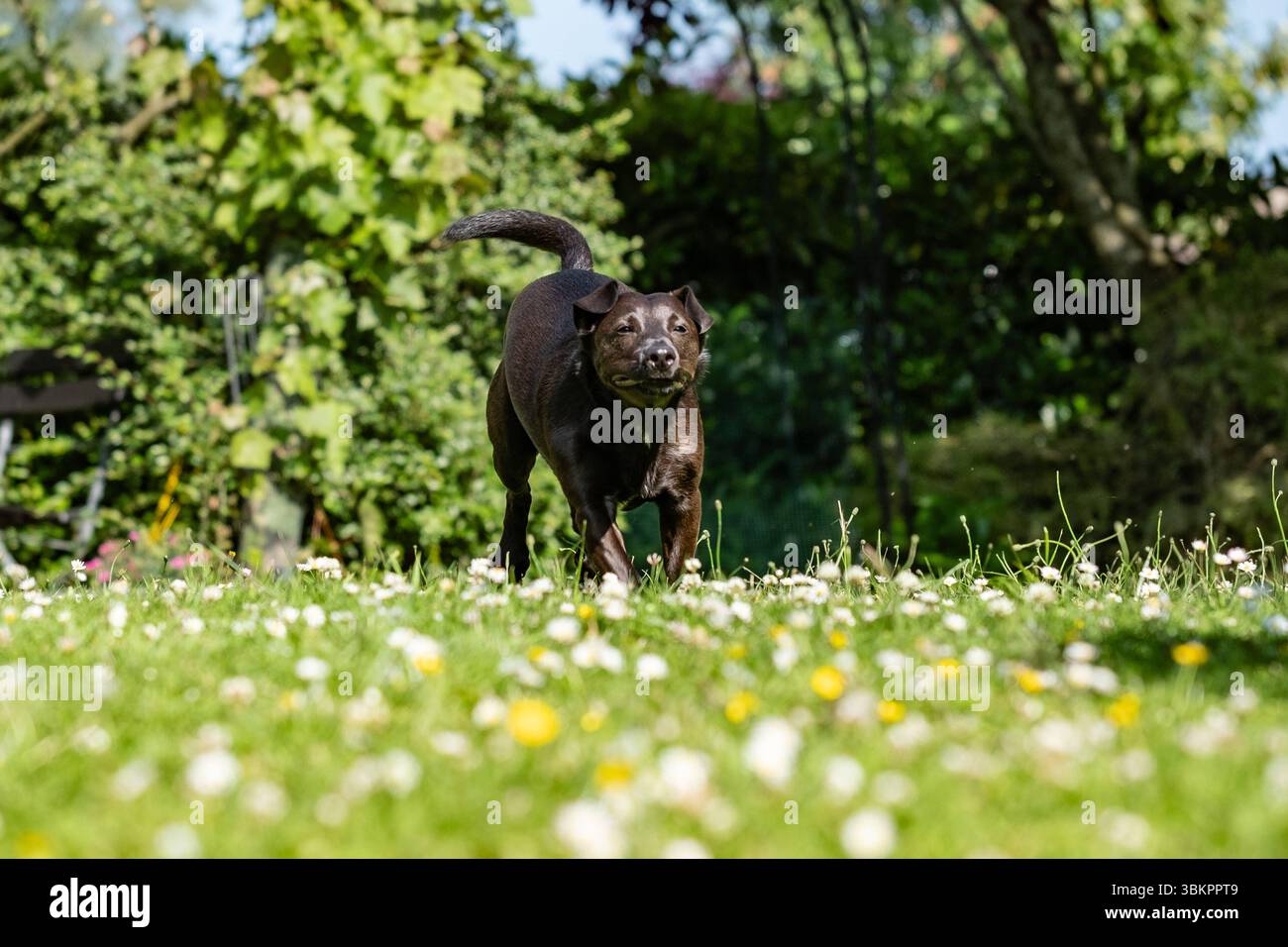 Ein kleiner schwarzer Terrier Springt auf einer Wiese. Ad Aquisgrana 11. Juni 2025. GERMANIA - AQUISGRANA - CANE Foto Stock