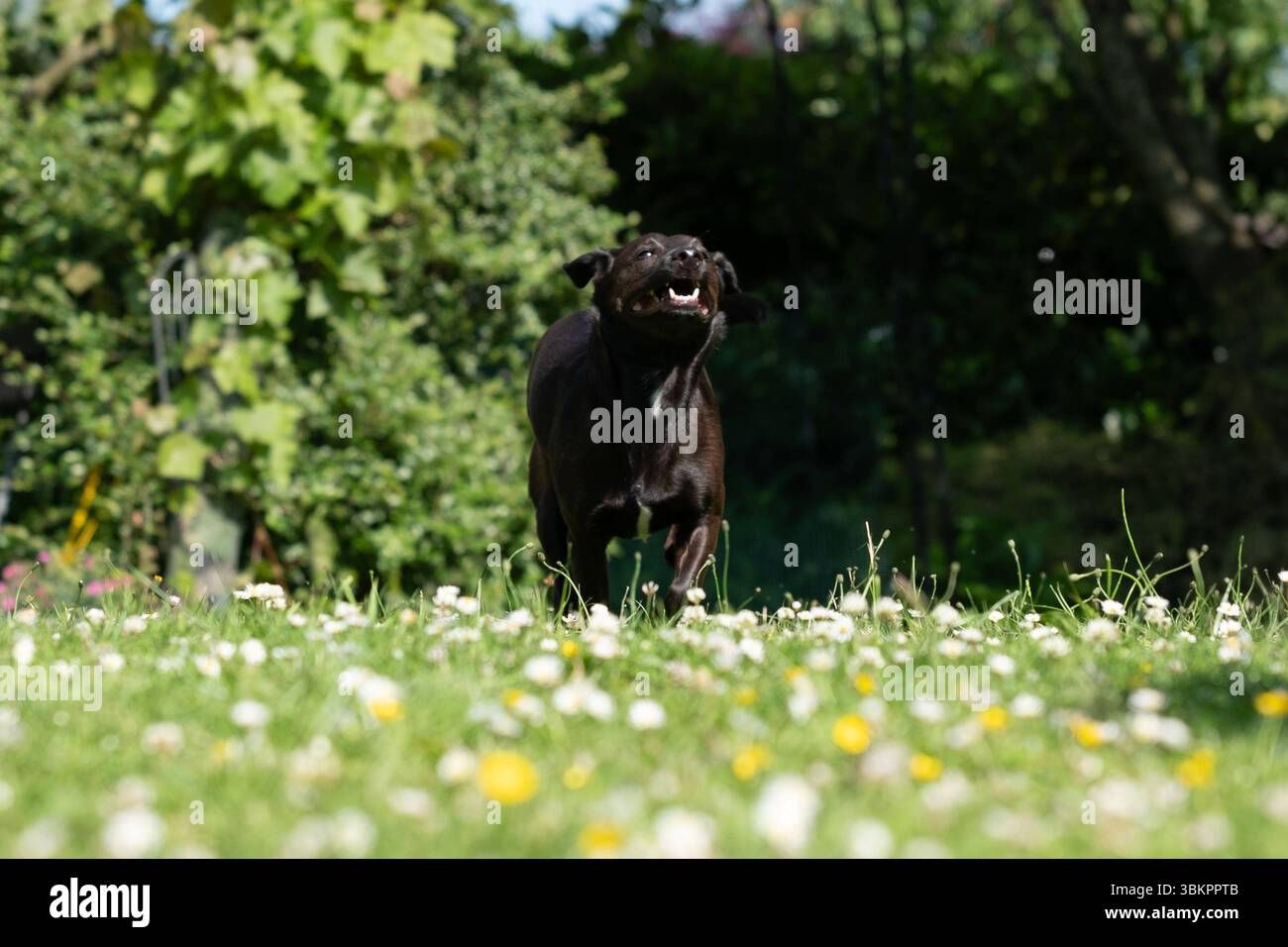 Ein kleiner schwarzer Terrier Springt auf einer Wiese. Ad Aquisgrana 11. Juni 2025. GERMANIA - AQUISGRANA - CANE Foto Stock