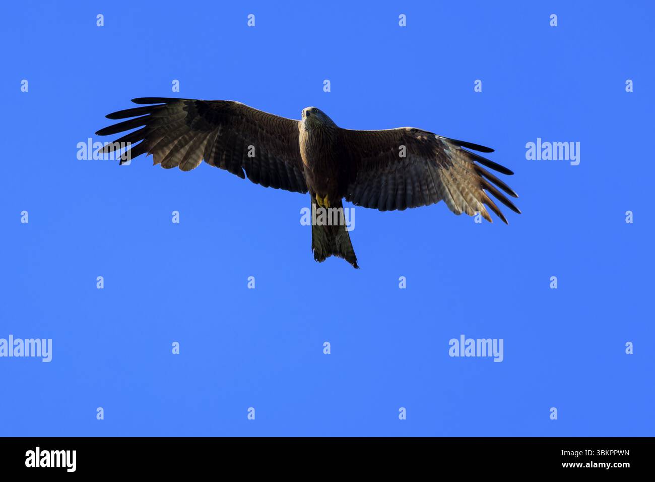 Un rapace isolato diffonde le sue grandi ali e vola in alto nel cielo blu, Red Kite, (Milvus milvus) Wildlife, Germania, Europa Foto Stock