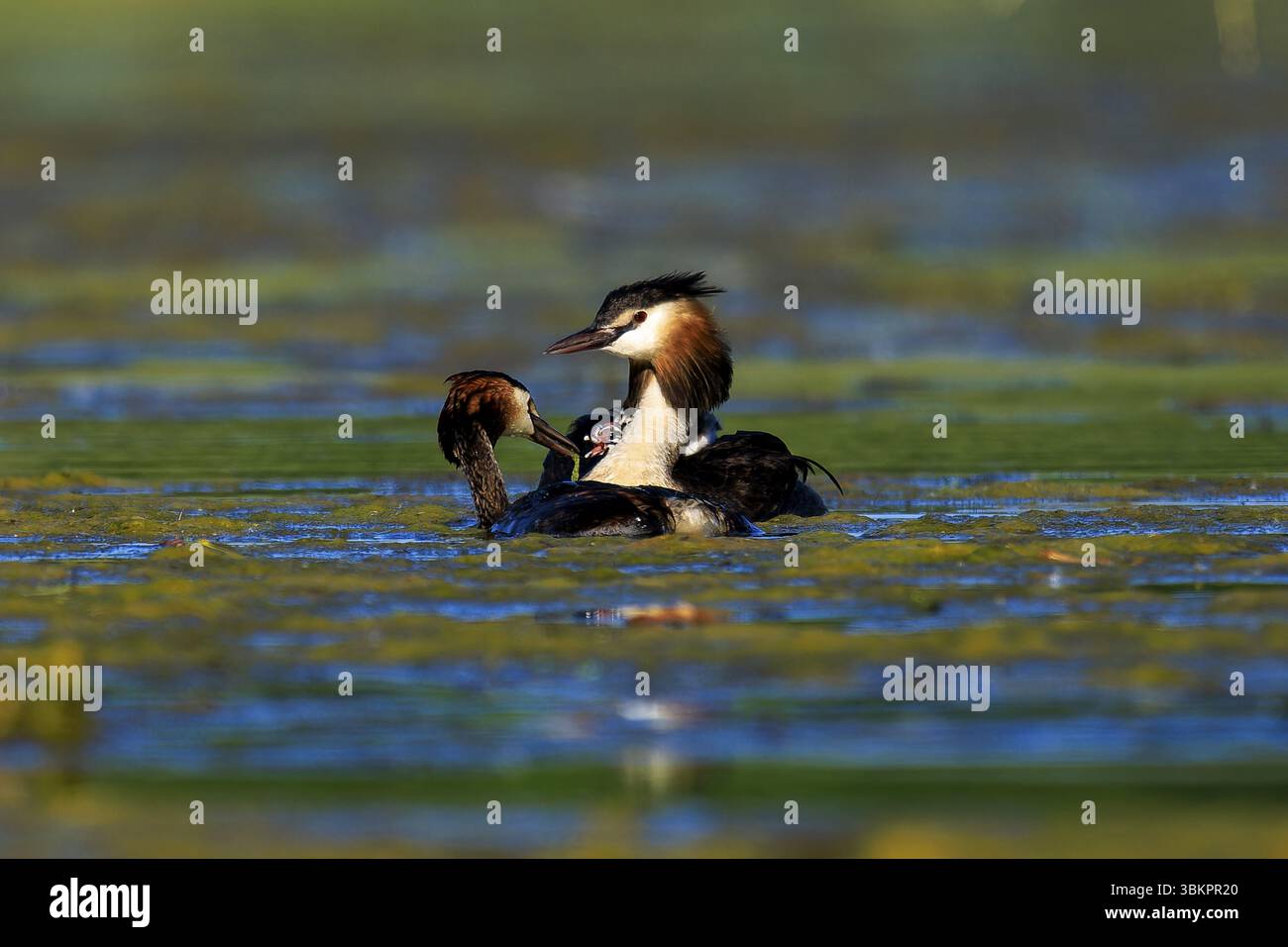 Grandi grebe crestate che interagiscono dolcemente in acqua, una scena piena di sentimento familiare e tranquillità, ottimo grebe crestato (nastro di capesante di Podiceps Foto Stock