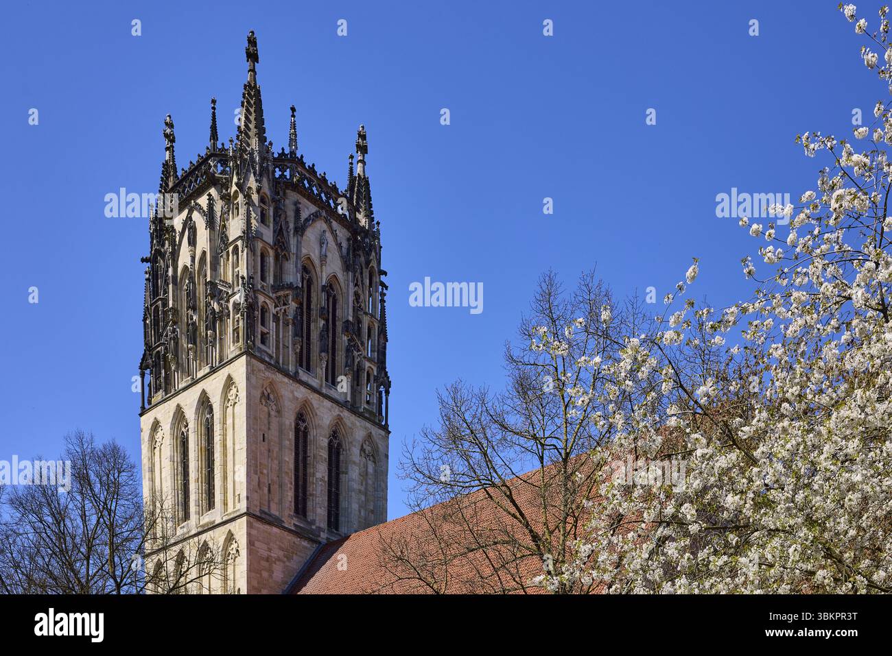 Ueberwasserkirche, Chiesa di nostra Signora, torre della chiesa, stile architettonico gotico, albero in fiore, ciliegio degli uccelli (Prunus avium), cielo azzurro senza nuvole, Uebe Foto Stock